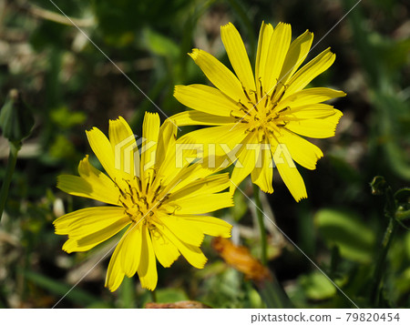 Jishibari (Ixeris stolon) blooming on the Arakawa riverbed 79820454