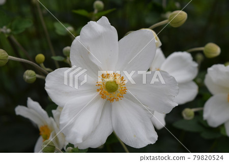 Shumayigiku 79820524