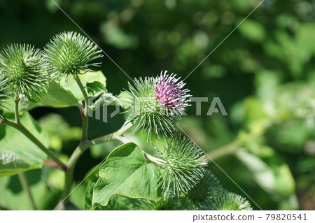 類似薊的花，牛蒡花 79820541