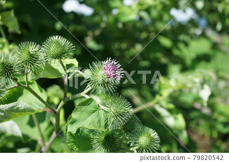 類似薊的花，牛蒡花 79820542