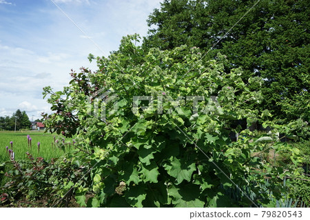 類似薊的花，牛蒡花 79820543