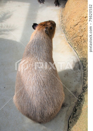 Behind the capybara Behind the capybara 79820582