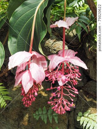 板橋熱帶植物園盛開的麥地那 79820622