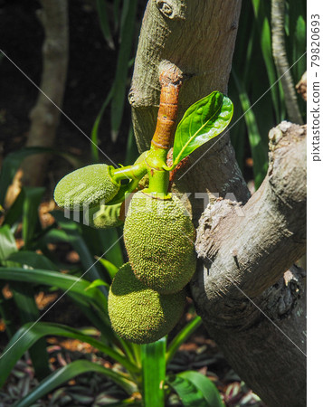 板橋熱帶植物園的菠蘿蜜 79820693