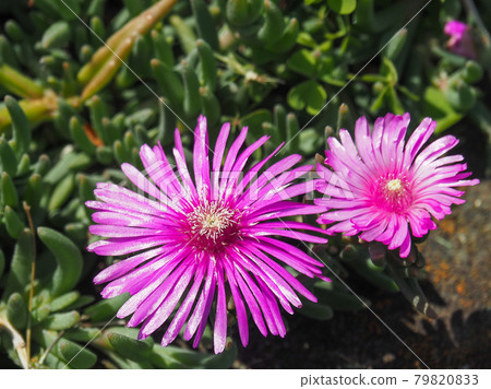 Trailing Ice Plant blooming on the Arakawa riverbed Trailing Ice Plant blooming on the Arakawa riverbed 79820833