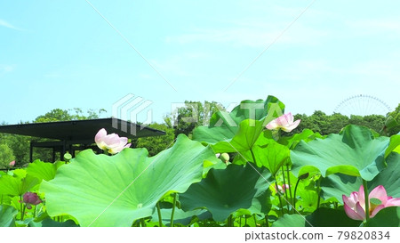Has pond in full bloom Has pond in full bloom 79820834