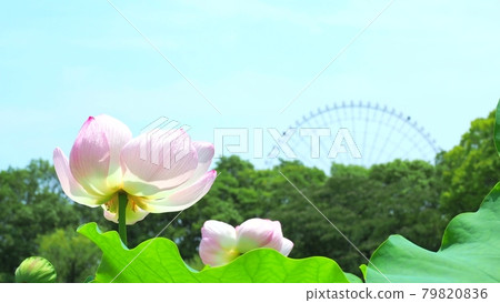 Has pond in full bloom Has pond in full bloom 79820836