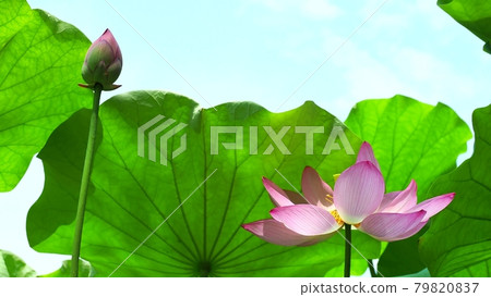 Lotus in full bloom Lotus in full bloom 79820837