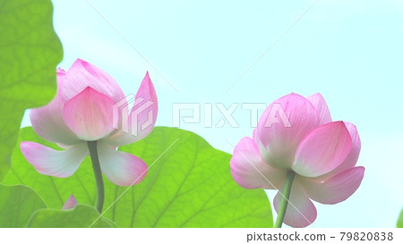 Beautiful hass Beautiful hass 79820838