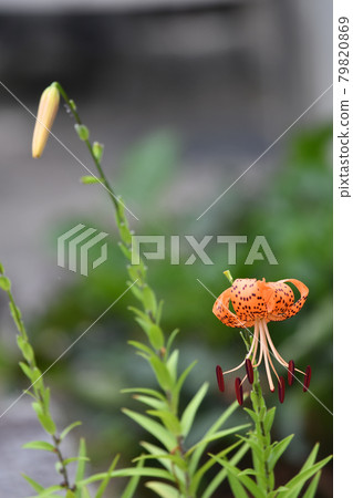 百合 百合 79820869