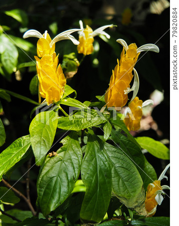 Pachystachys lutea blooming in the Itabashi Tropical Botanical Museum, Tokyo 79820884