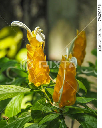 Pachystachys lutea blooming in the Itabashi Tropical Botanical Museum, Tokyo 79820886