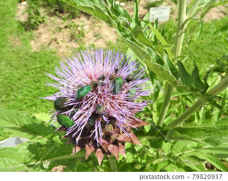 "Cetoniinae" that flock to the flowers of thistles "Cetoniinae" that flock to the flowers of thistles 79820937