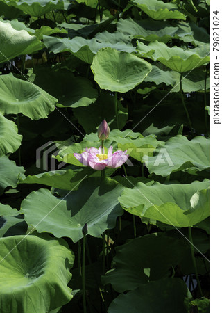 Beautiful blooming pink lotus flower in West Lake, Hanoi, Vietnam 79821024