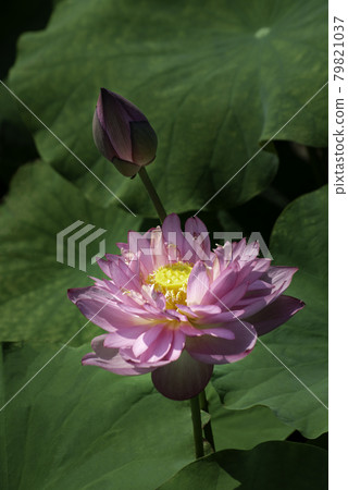 Beautiful blooming pink lotus flower in West Lake, Hanoi, Vietnam Beautiful blooming pink lotus flower in West Lake, Hanoi, Vietnam 79821037