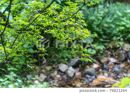 Blue maple 79821264