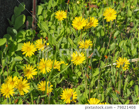 Jishibari (Ixeris stolon) blooming on the Arakawa riverbed Jishibari (Ixeris stolon) blooming on the Arakawa riverbed 79821408