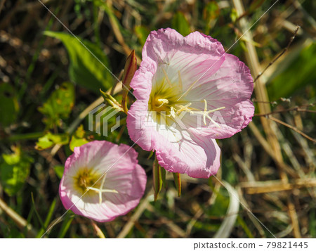 Pinkladies blooming on the Arakawa riverbed Pinkladies blooming on the Arakawa riverbed 79821445