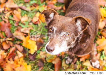 A mongrel dog on meadow in autumn park A mongrel dog on meadow in autumn park 79821488