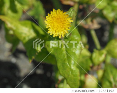 荒川河床上盛開的蒺藜 荒川河床上盛開的蒺藜 79821598