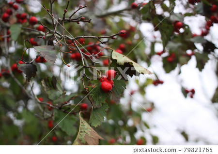 Ripe hawthorn in autumn Ripe hawthorn in autumn 79821765