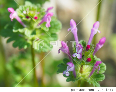 Henbit deadnettle blooming on the Arakawa riverbed 79821855