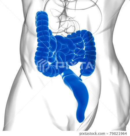 Small and Large Intestine 3D Illustration Human Digestive System Anatomy 79821964