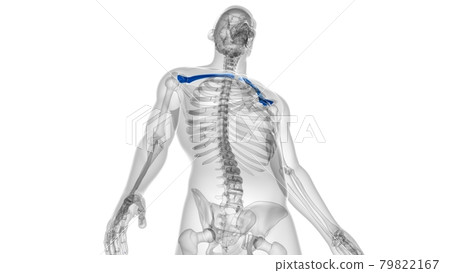 Human skeleton anatomy Clavicle Bones 3D Rendering Human skeleton anatomy Clavicle Bones 3D Rendering 79822167