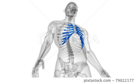 Human skeleton anatomy Costal Cartilage 3D Rendering Human skeleton anatomy Costal Cartilage 3D Rendering 79822177
