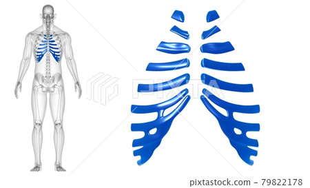 Human skeleton anatomy Costal Cartilage 3D Rendering Human skeleton anatomy Costal Cartilage 3D Rendering 79822178