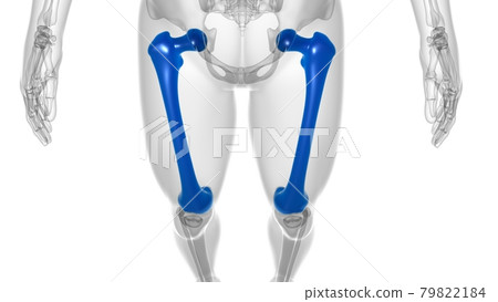 Human skeleton anatomy Femur Bone 3D Rendering 79822184