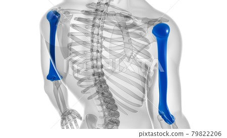 Human skeleton anatomy Humerus Bone 3D Rendering Human skeleton anatomy Humerus Bone 3D Rendering 79822206
