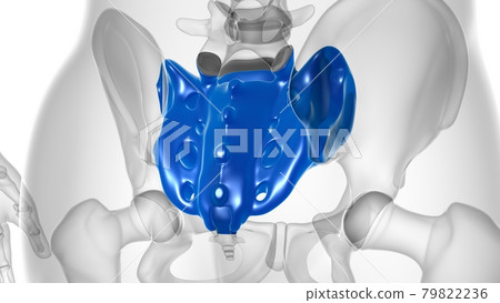Human skeleton anatomy Sacral Bone 3D Rendering 79822236