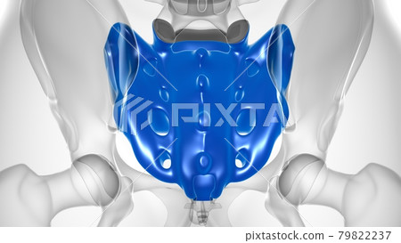 Human skeleton anatomy Sacral Bone 3D Rendering 79822237