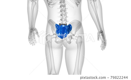 Human skeleton anatomy Sacral Bone 3D Rendering Human skeleton anatomy Sacral Bone 3D Rendering 79822244