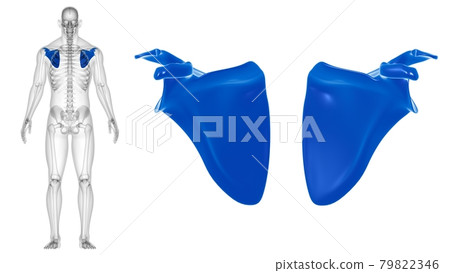 Human skeleton anatomy Scapula Bone 3D Rendering Human skeleton anatomy Scapula Bone 3D Rendering 79822346