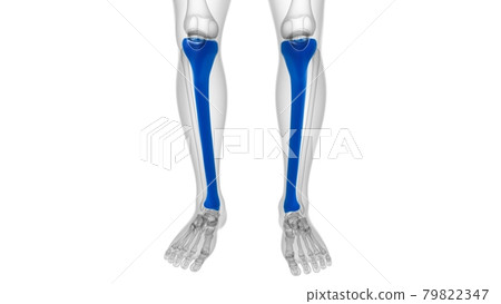 Human skeleton anatomy Tibia Bone 3D Rendering Human skeleton anatomy Tibia Bone 3D Rendering 79822347