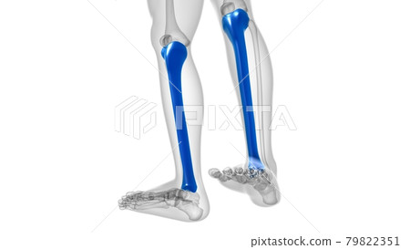 Human skeleton anatomy Tibia Bone 3D Rendering 79822351