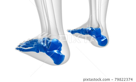 Human Skeleton Foot bones Anatomy For Medical Concept Human Skeleton Foot bones Anatomy For Medical Concept 79822374