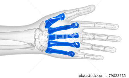 Human Skeleton Hand Matacarapls Bone Anatomy For Medical Concept 79822383