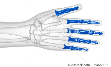 Human Skeleton Hand Phalanges Bone Anatomy For Medical Concept 79822385