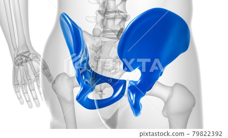 Human Skeleton Hip or Pelvic bone Anatomy For Medical Concept 79822392