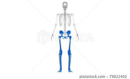 Human Skeleton Lower Limbs Anatomy 3D Human Skeleton Lower Limbs Anatomy 3D 79822402