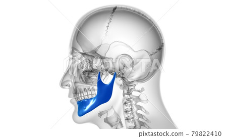 Human Skeleton Skull Mandible Bone Anatomy For Medical Concept 79822410