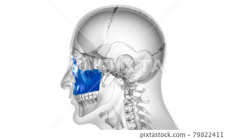 Human Skeleton Skull Maxillal Bone Anatomy For Medical Concept Human Skeleton Skull Maxillal Bone Anatomy For Medical Concept 79822411