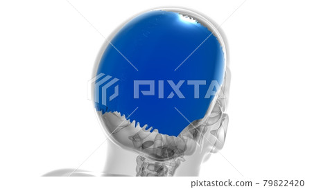 Human Skeleton Skull Parietal Bone Anatomy For Medical Concept 79822420