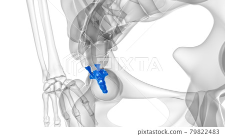 Human Skeleton Vertebral Column Coccyx or tail bone Anatomy Human Skeleton Vertebral Column Coccyx or tail bone Anatomy 79822483