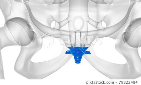 Human Skeleton Vertebral Column Coccyx or tail bone Anatomy Human Skeleton Vertebral Column Coccyx or tail bone Anatomy 79822484