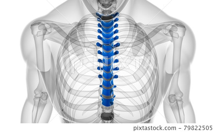 Human Skeleton Vertebral Column Thoracic Vertebrae Anatomy Human Skeleton Vertebral Column Thoracic Vertebrae Anatomy 79822505