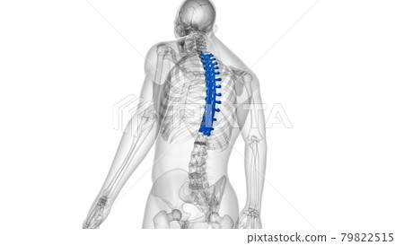 Human Skeleton Vertebral Column Thoracic Vertebrae Anatomy Human Skeleton Vertebral Column Thoracic Vertebrae Anatomy 79822515